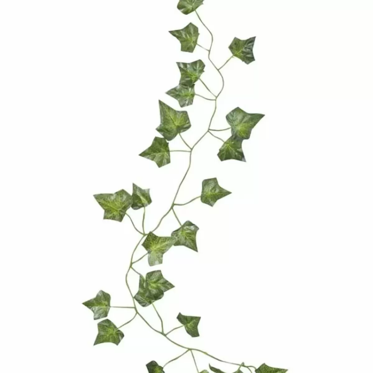 Botanical Baby-Ginger Ray Decoratieve Klimop 2M (5St) Beautiful Botanics
